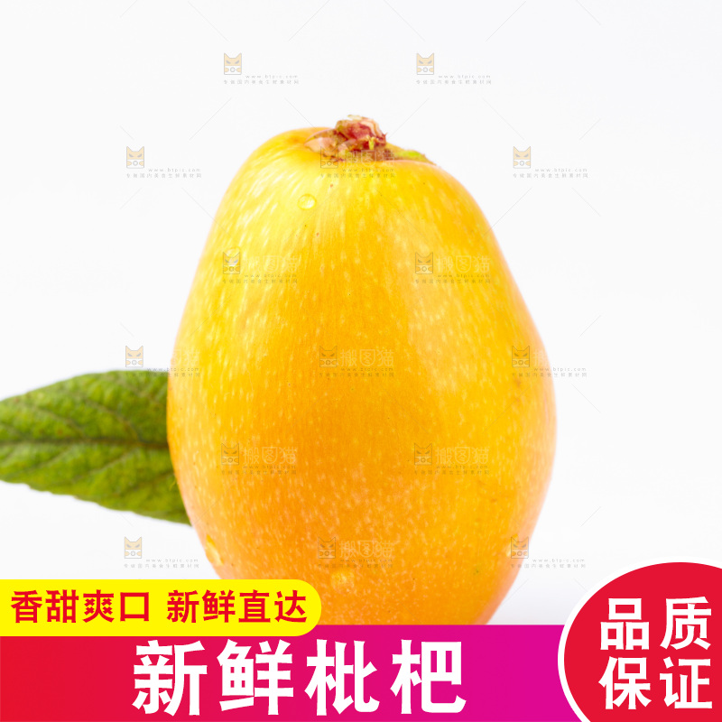白底上的枇杷
