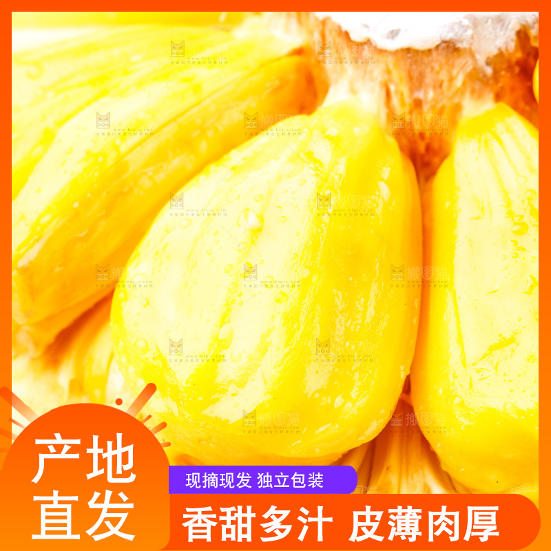 白底上的海南菠萝蜜