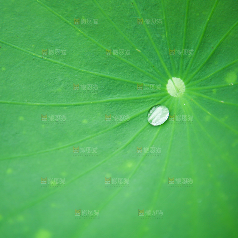 一片荷花叶
