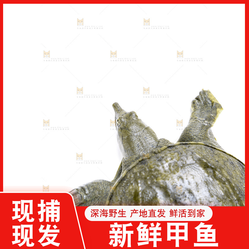 白底上放着甲鱼