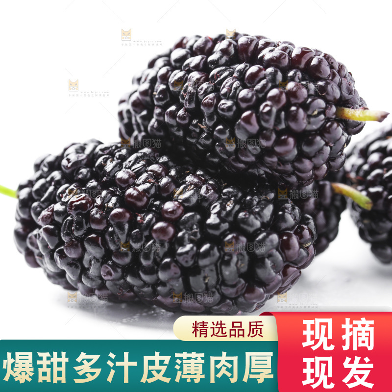 白底上的桑枣