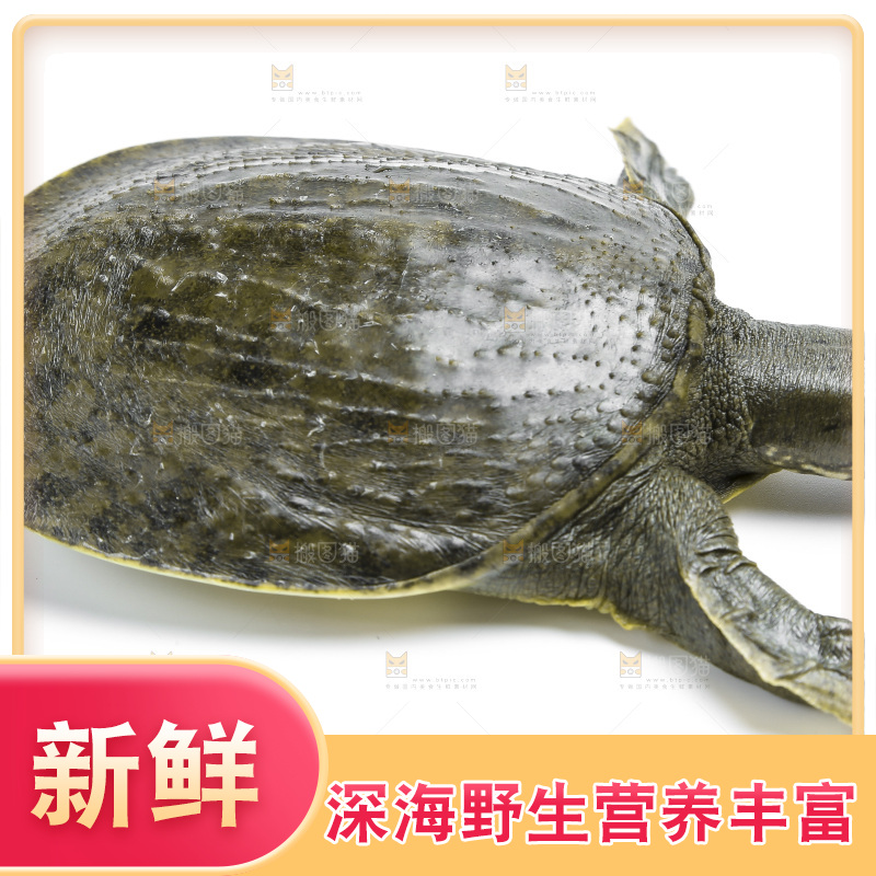 白底上放着甲鱼