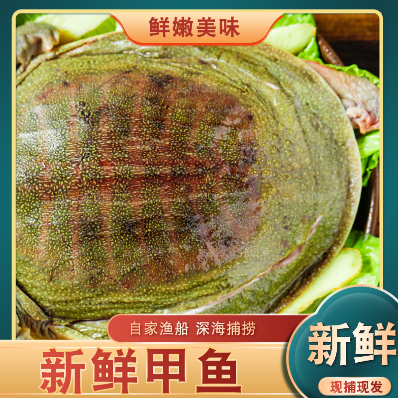 盘子里装着甲鱼