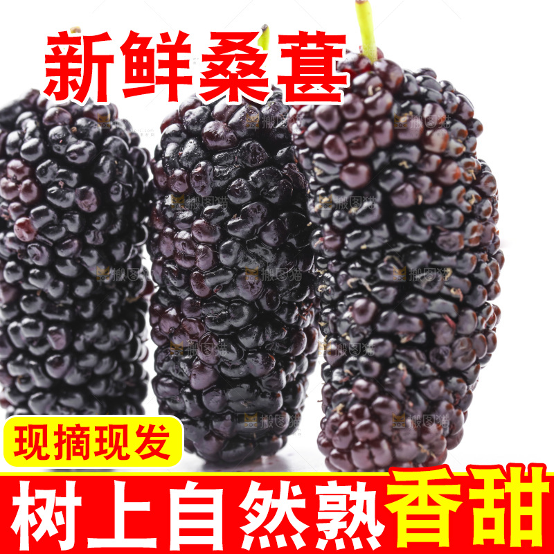 白底上摆放着桑葚