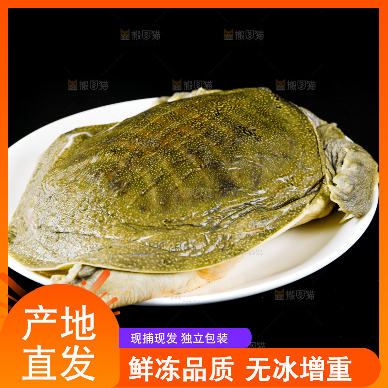 黑底上的甲鱼