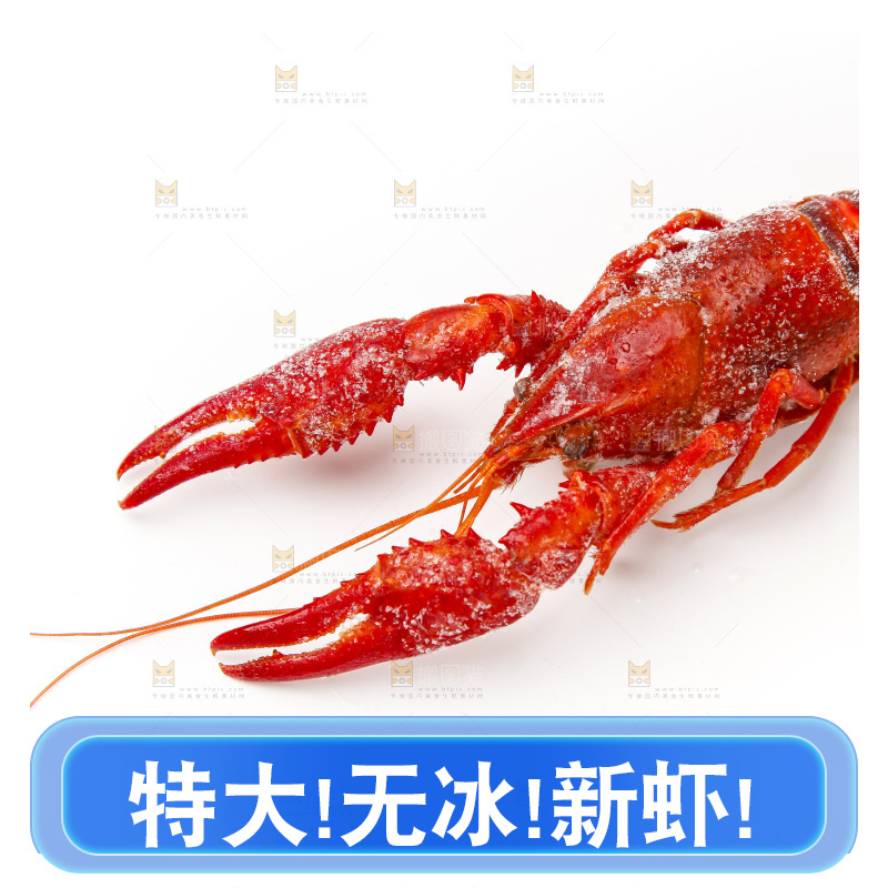 白底上的小龙虾