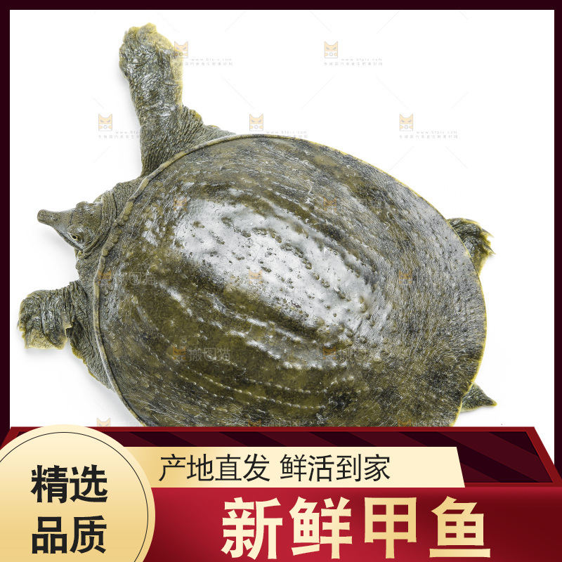 白底上放着甲鱼