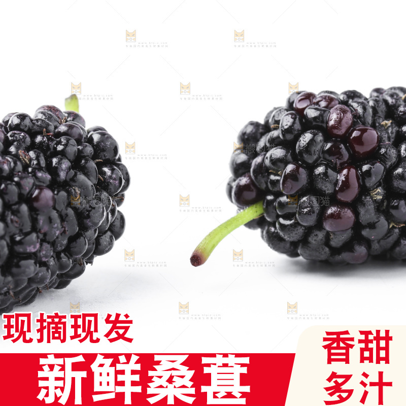 白底上的桑枣