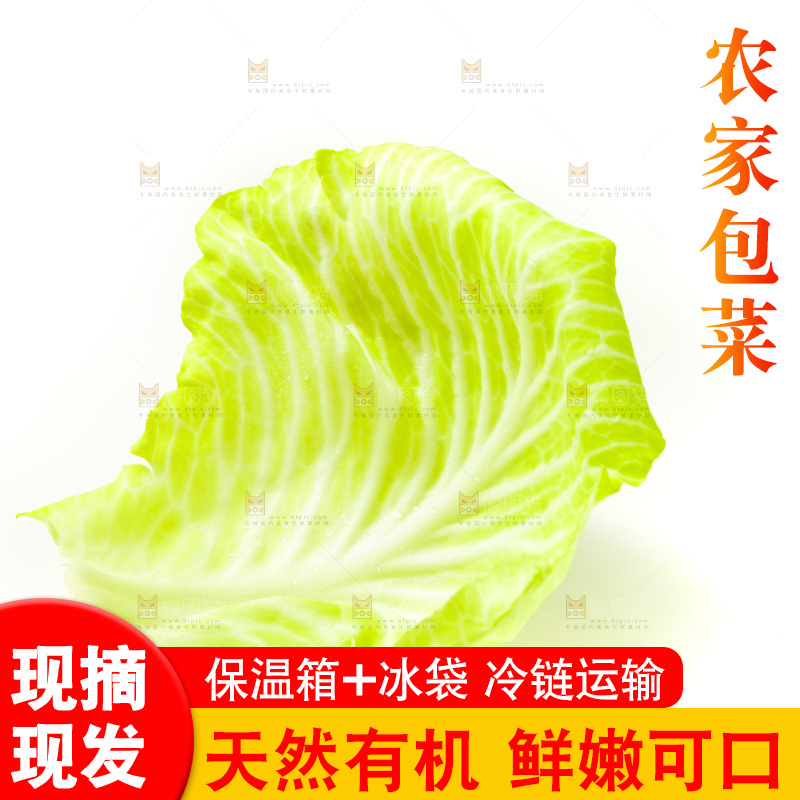 白底上的包菜