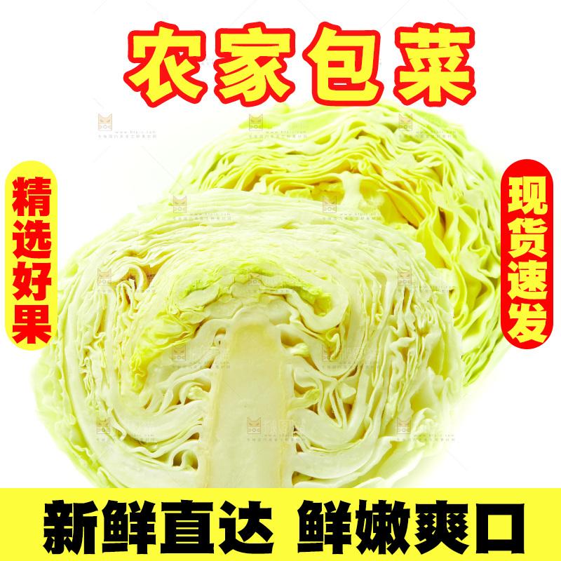 白底上的包菜