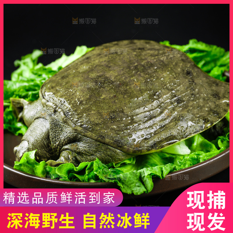 黑底上放着甲鱼