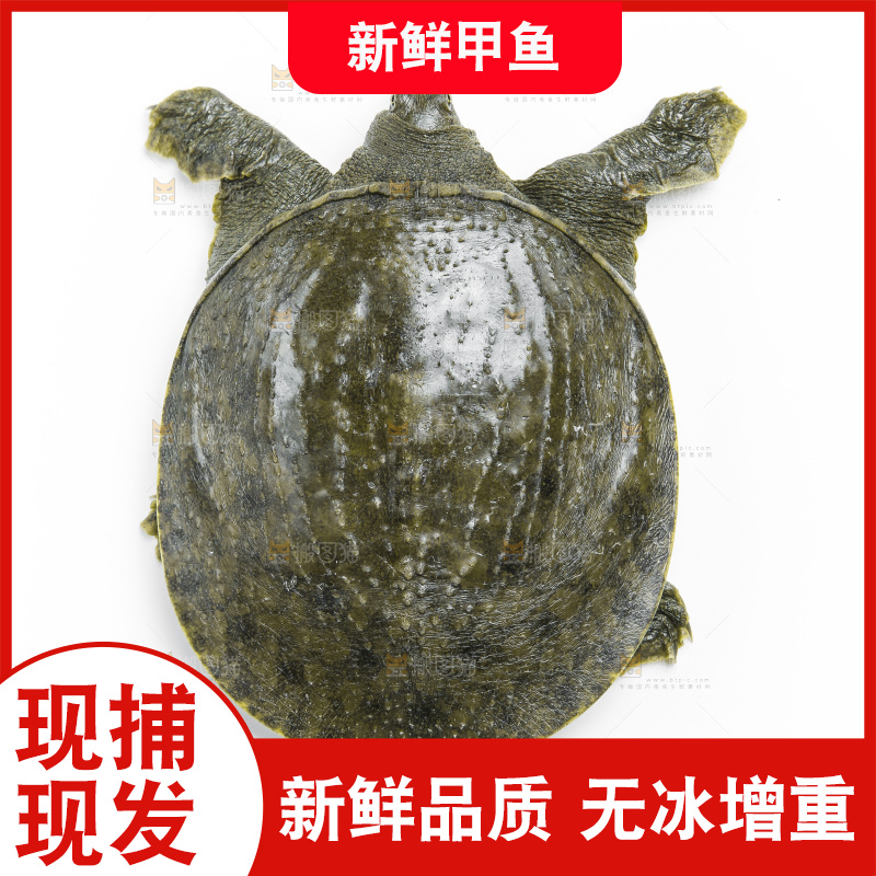 白底上放着甲鱼