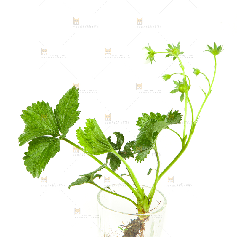 白底上的草莓花