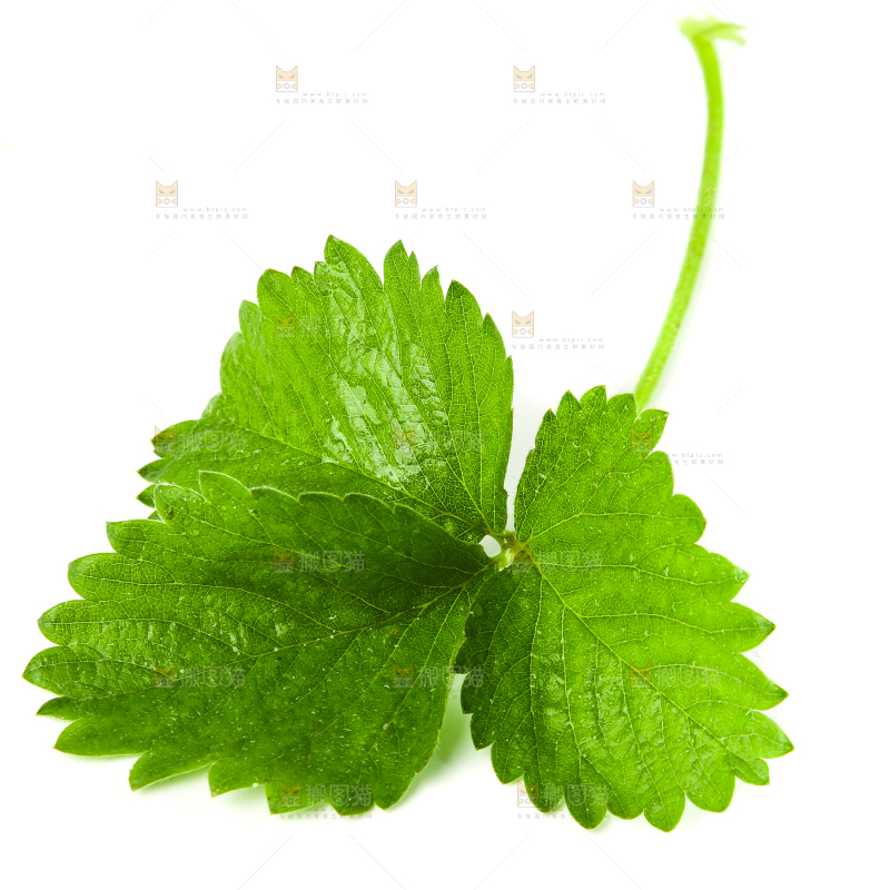 白底上放着草莓叶子
