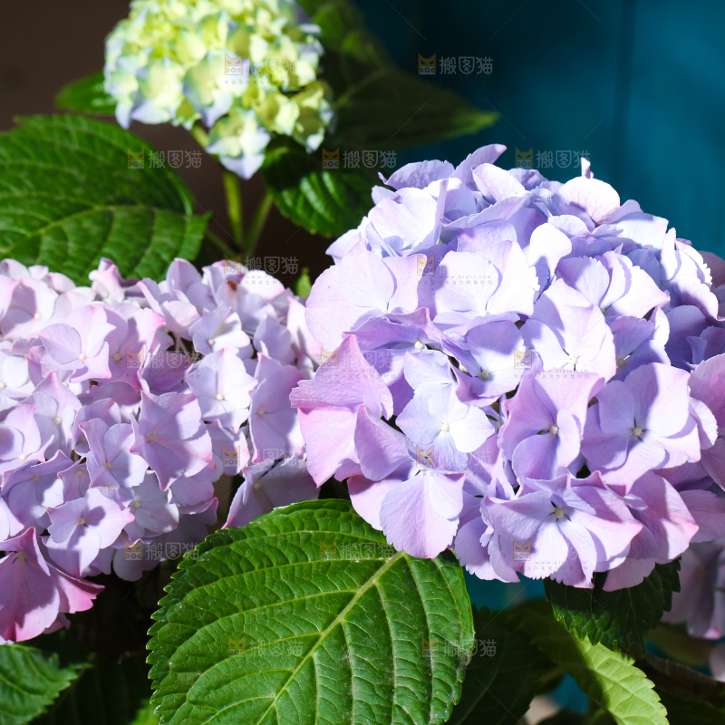深底上放着绣球花