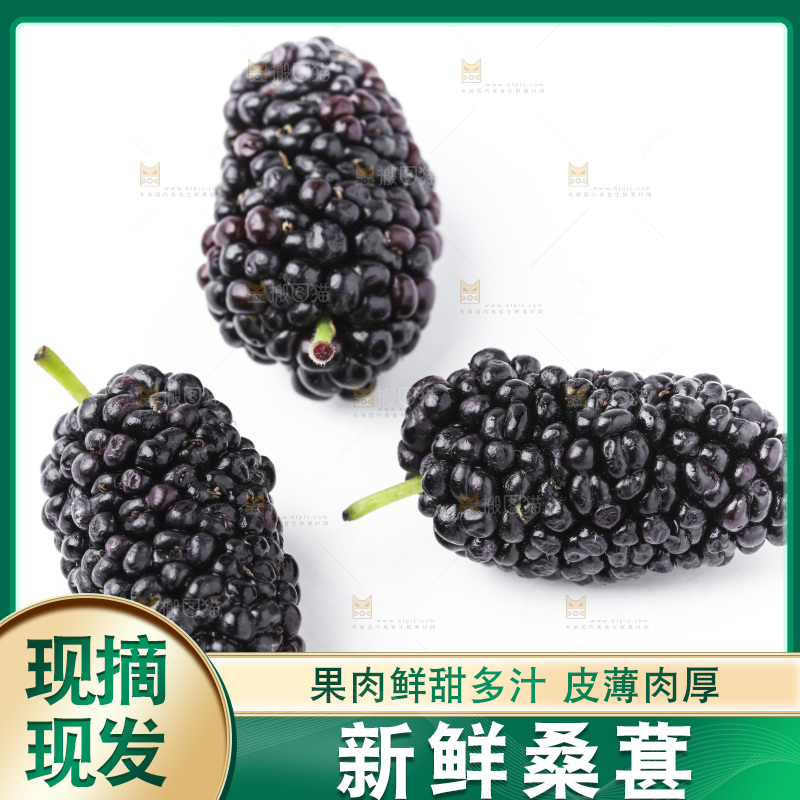 白底上的桑枣