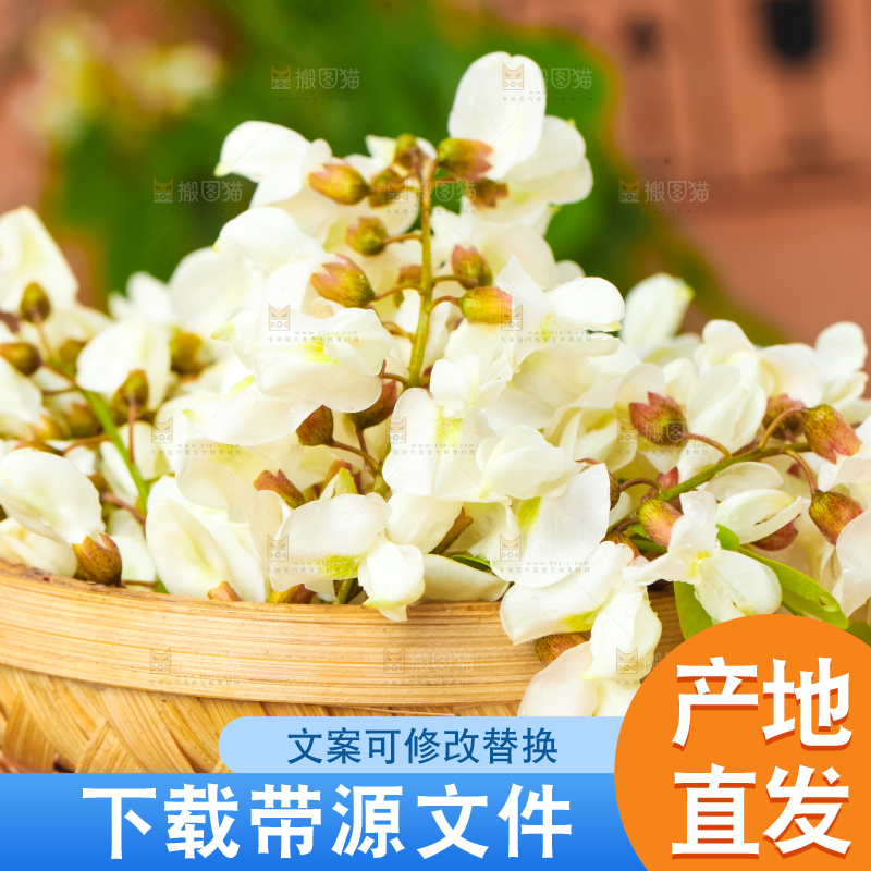 篮子里装着新鲜洋槐花