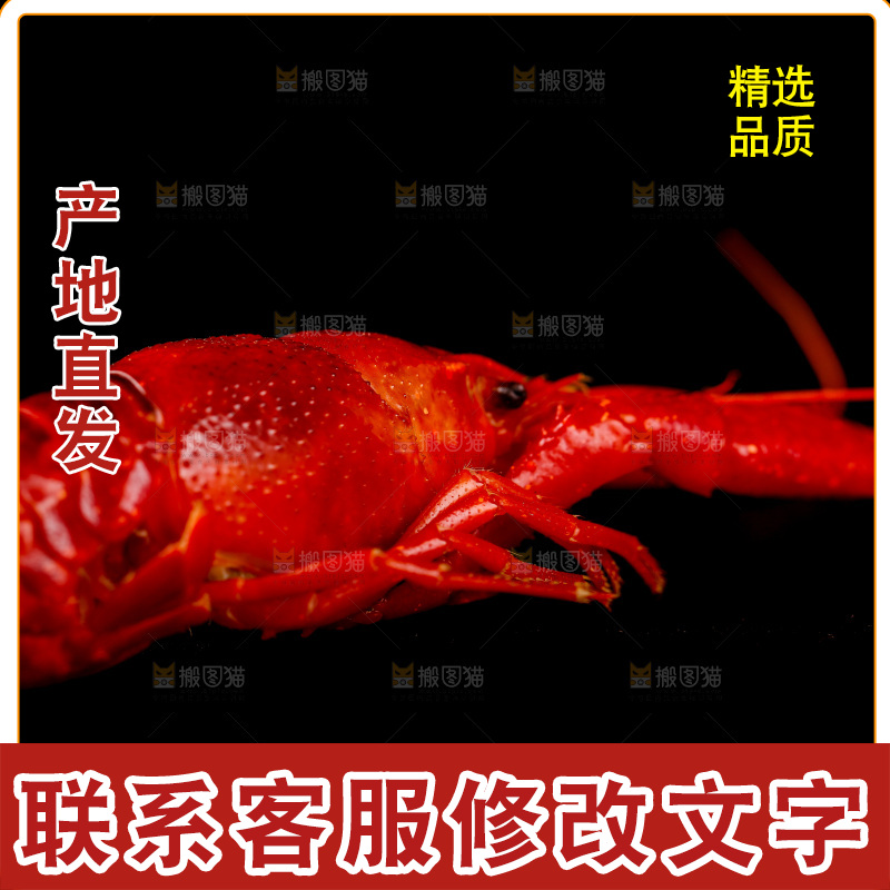 白底上的小龙虾