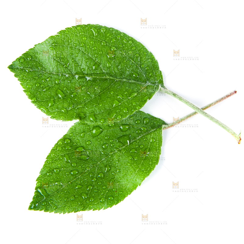 白底上放着桑树叶