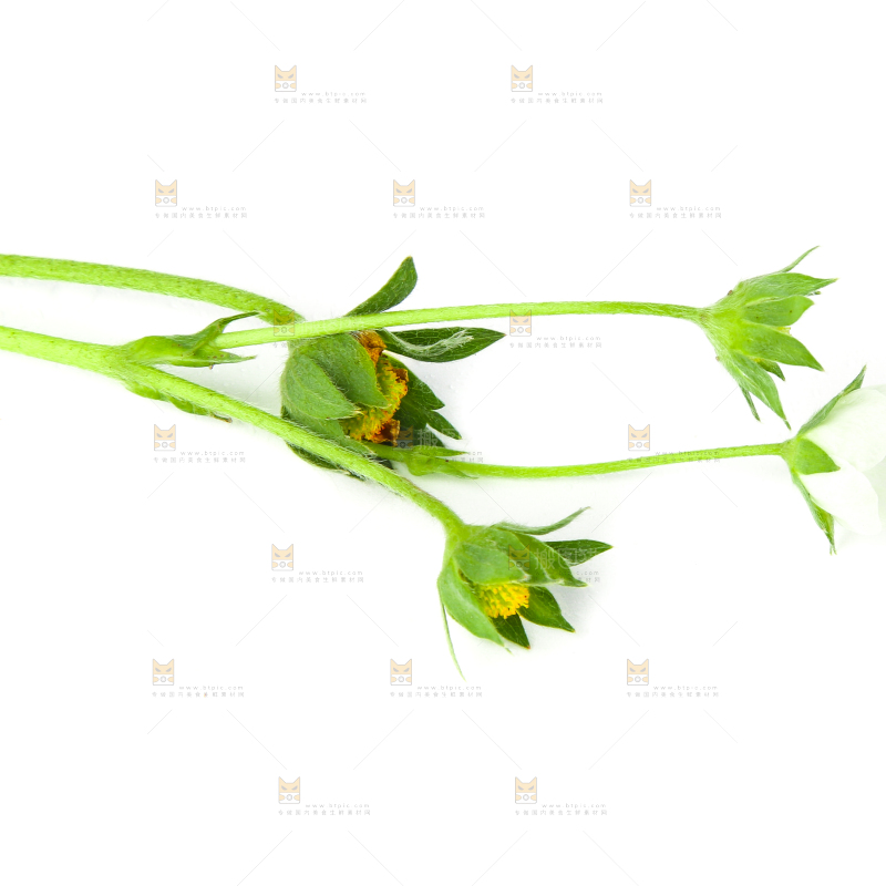 白底上的草莓花