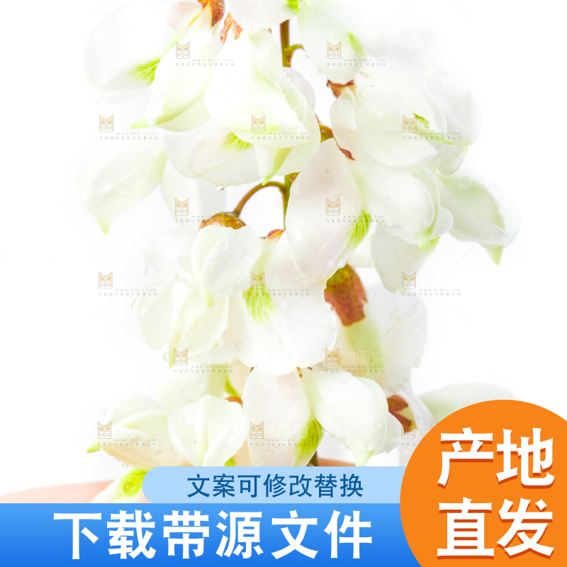 手里拿着槐树花