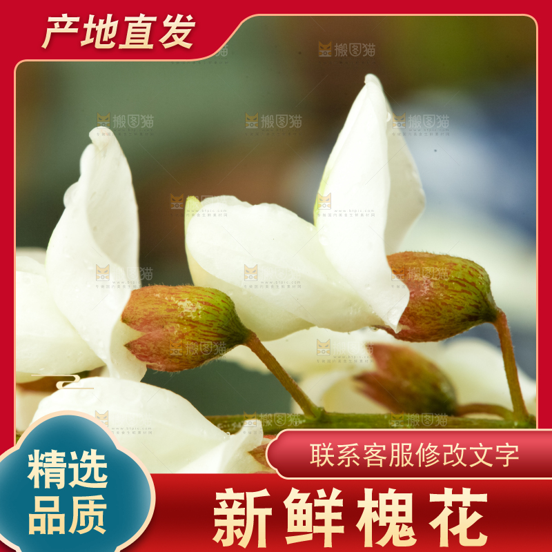 浅底上的天然洋槐花