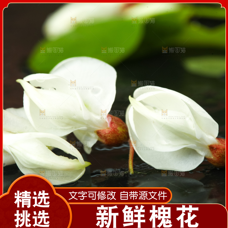 黑底上摆放着刺槐树花