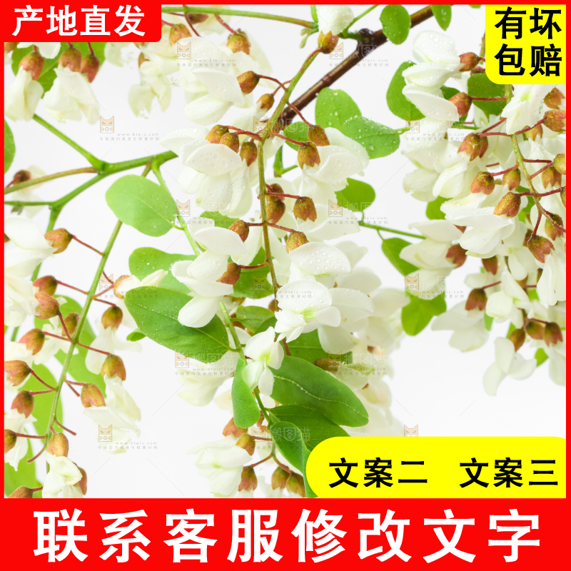 白底上放着杨槐树花
