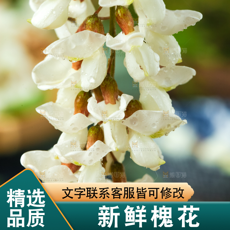 手里拿着刺槐树花