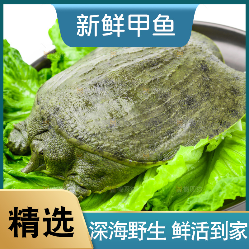 黑底上放着甲鱼