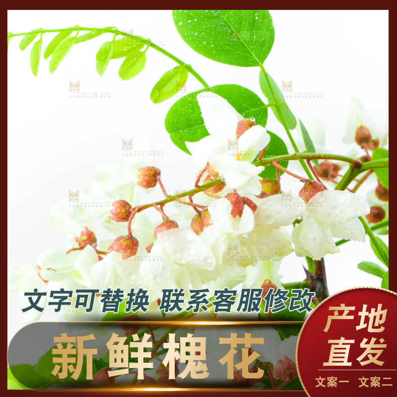 白底上放着杨槐树花