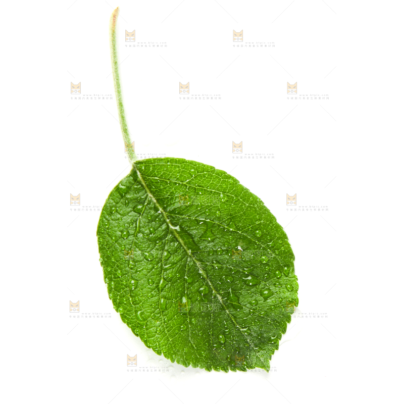 白底上放着桑树叶