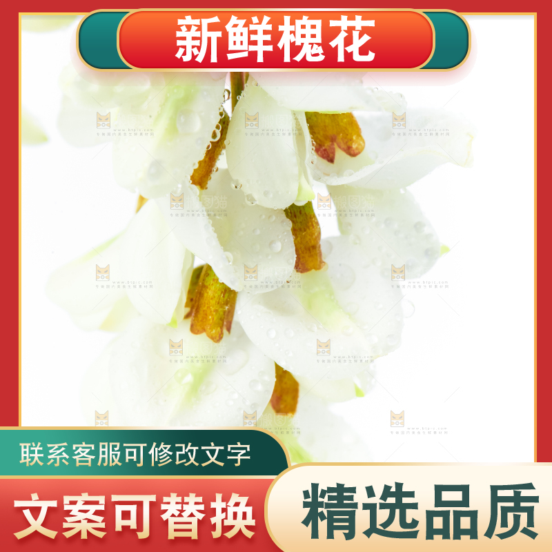 白底上放着杨槐树花