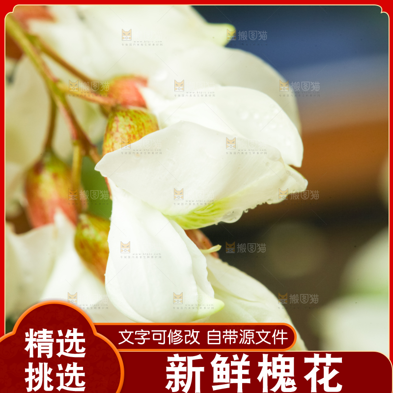 深底上摆放着野生洋槐花