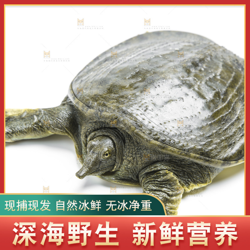 白底上放着甲鱼