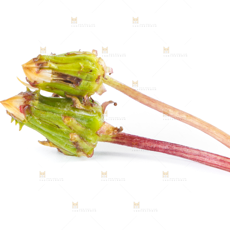 白底上的蒲公英花苞