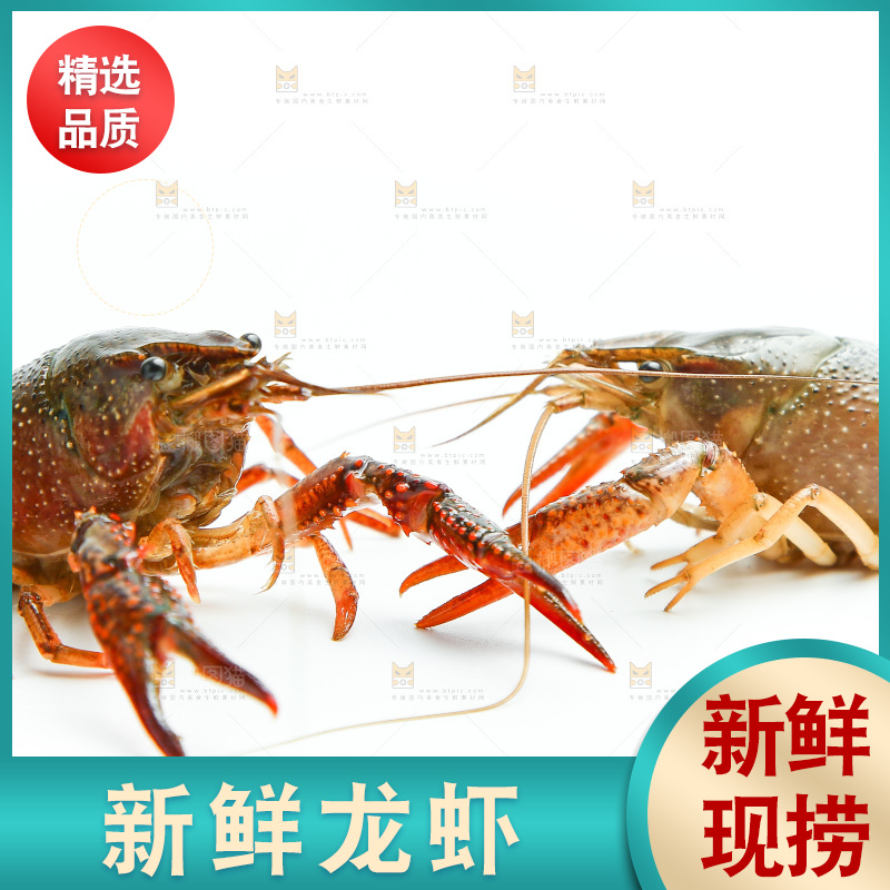白底上的龙虾