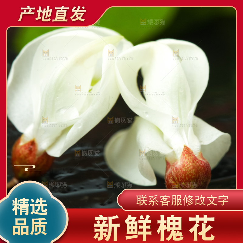 黑底上摆放着刺槐树花