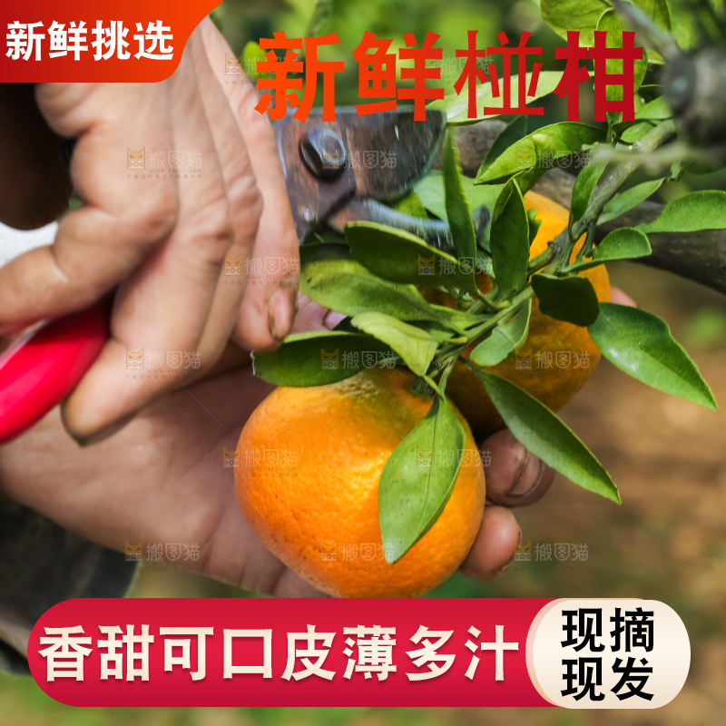 树上长着椪柑
