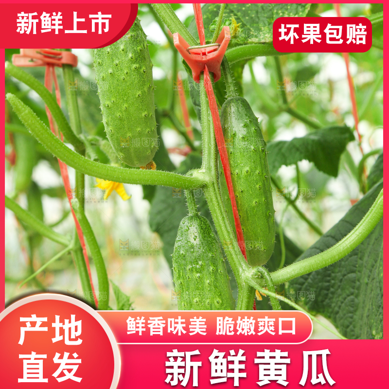 藤子上的小黄瓜