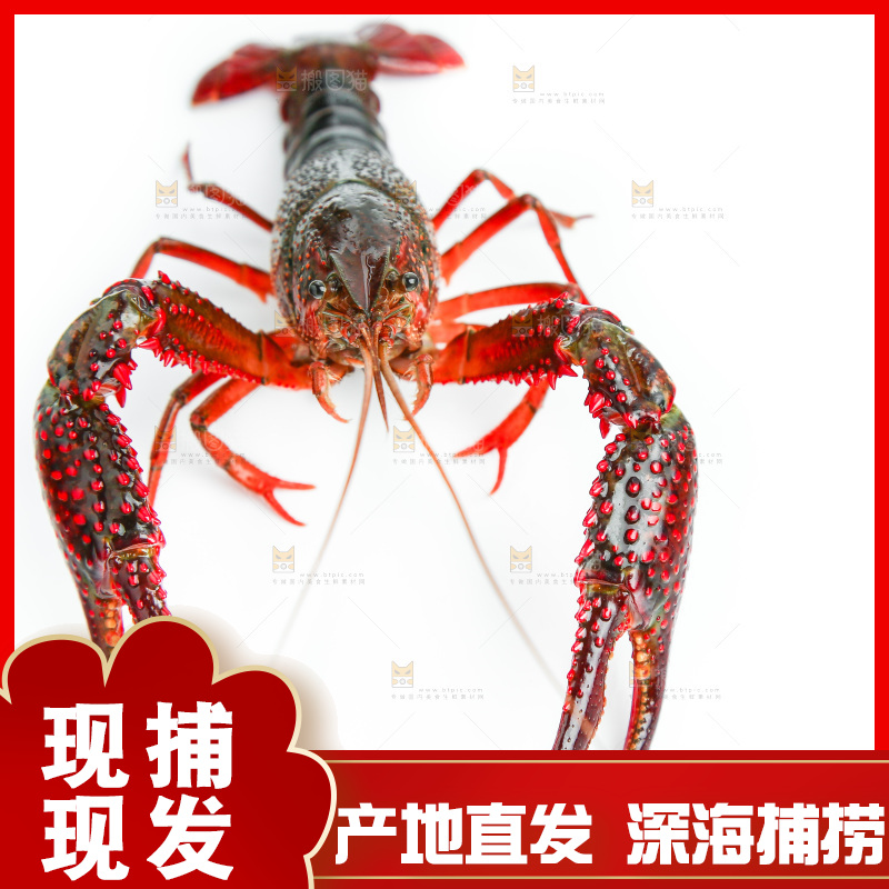 白底上放着小龙虾