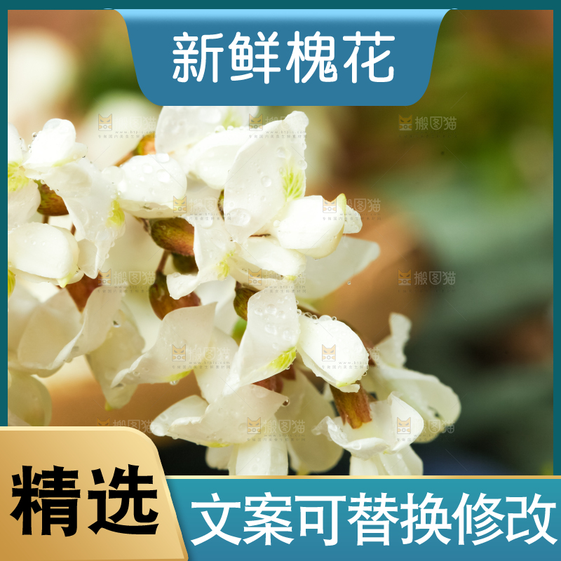 手里拿着刺槐树花