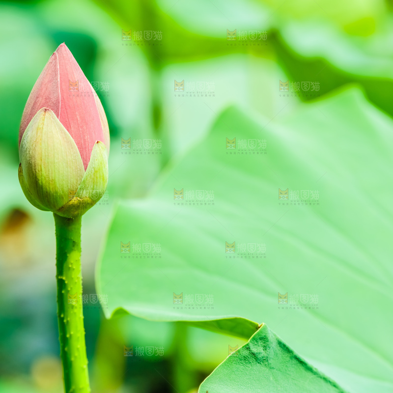池塘里的荷花花苞