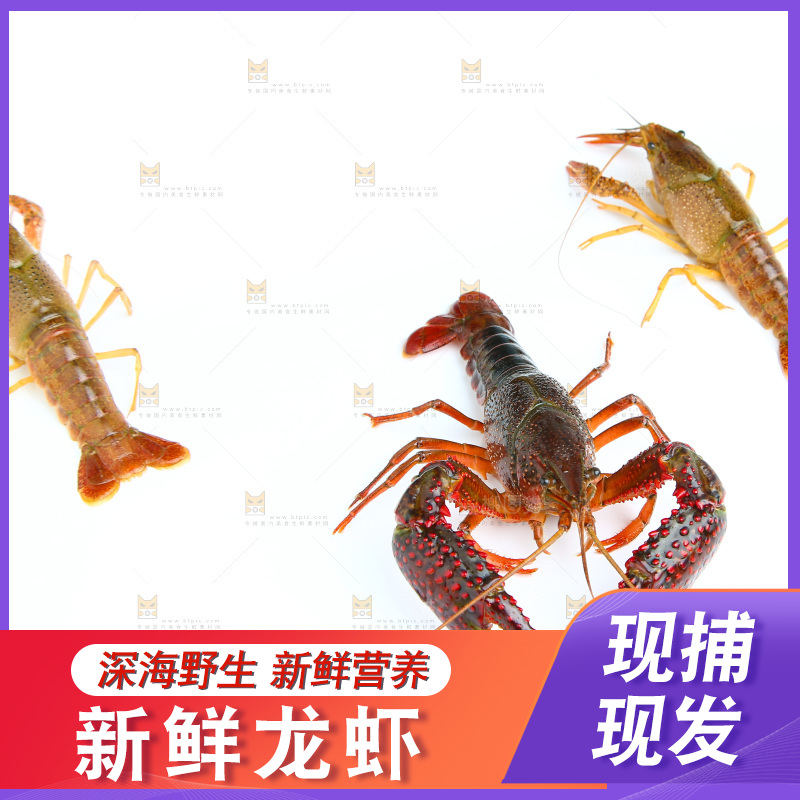 白底上放着三只小龙虾