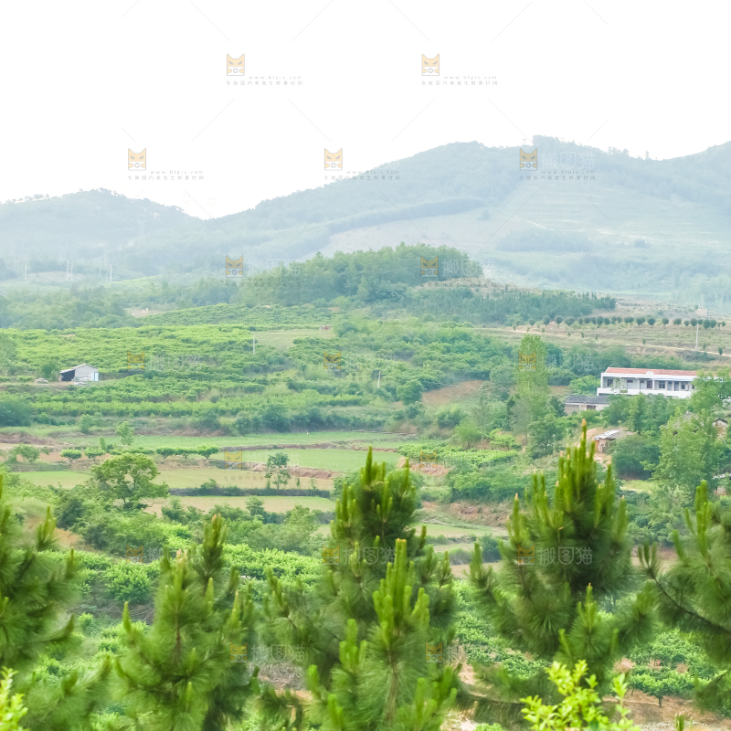 山上的桃林