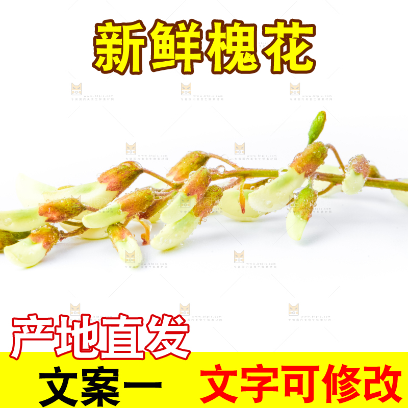 白底上摆放着洋槐花