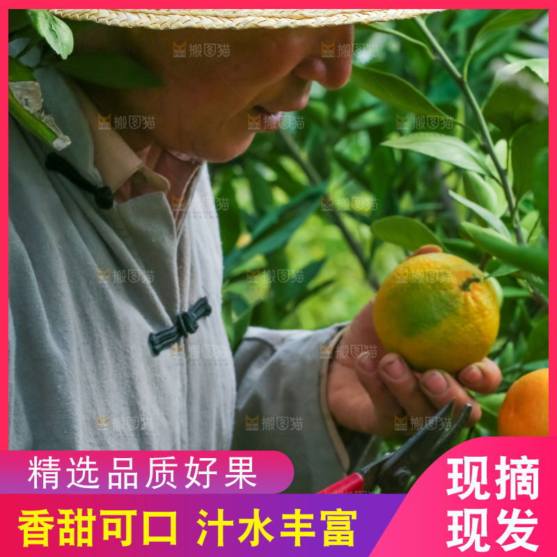 农民正在摘橘子