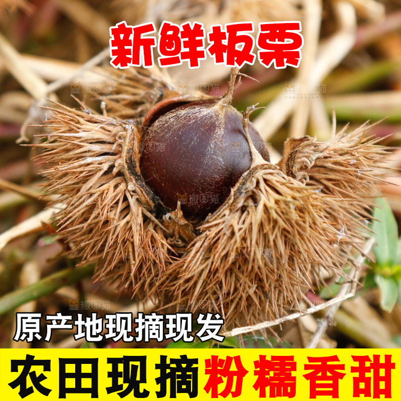 地上的板栗