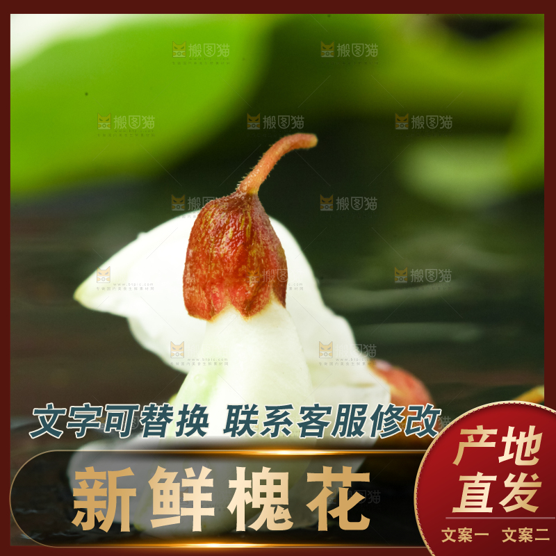 黑底上摆放着刺槐树花