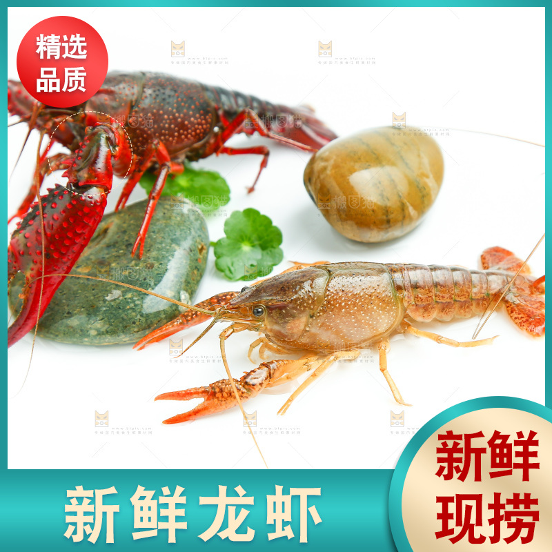 白底上放着小龙虾